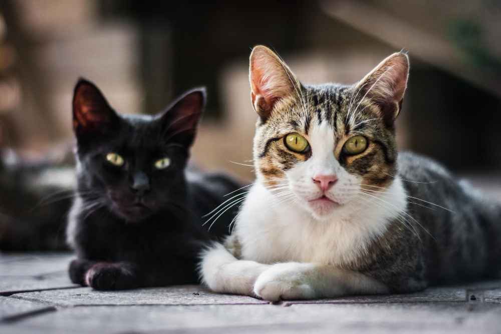 Understanding Your Ornery Cat – Causes, Solutions & Tips