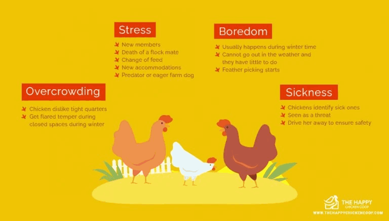 Understanding the Ornery Chicken Behavior, Causes, and Management Tips