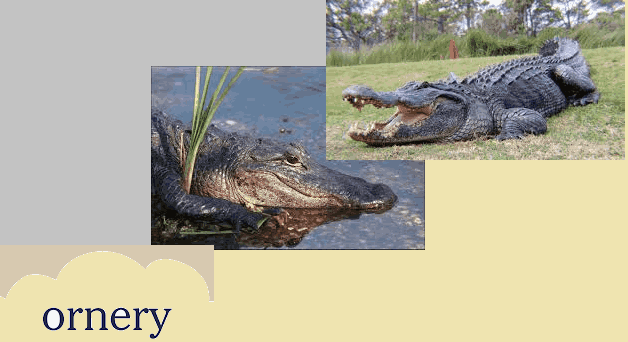 Why Alligators Are Ornery Understanding Their Behavior and How to Stay Safe