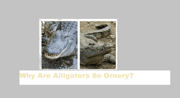 Why Are Alligators So Ornery The Science Behind Their Temperament