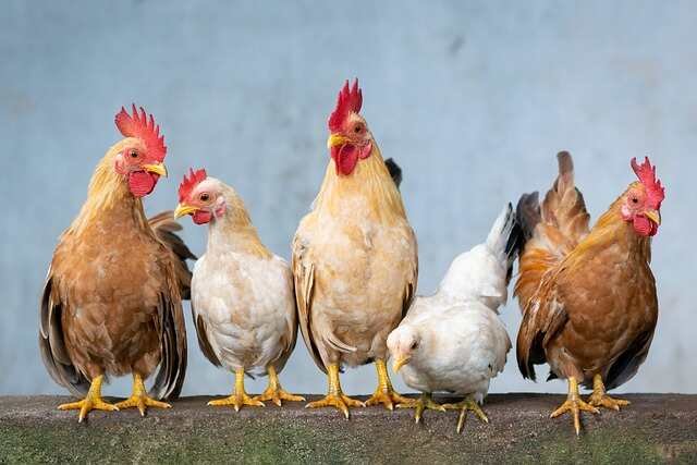 The Ornery Chicken Photos A Viral Peek at Poultry Personality